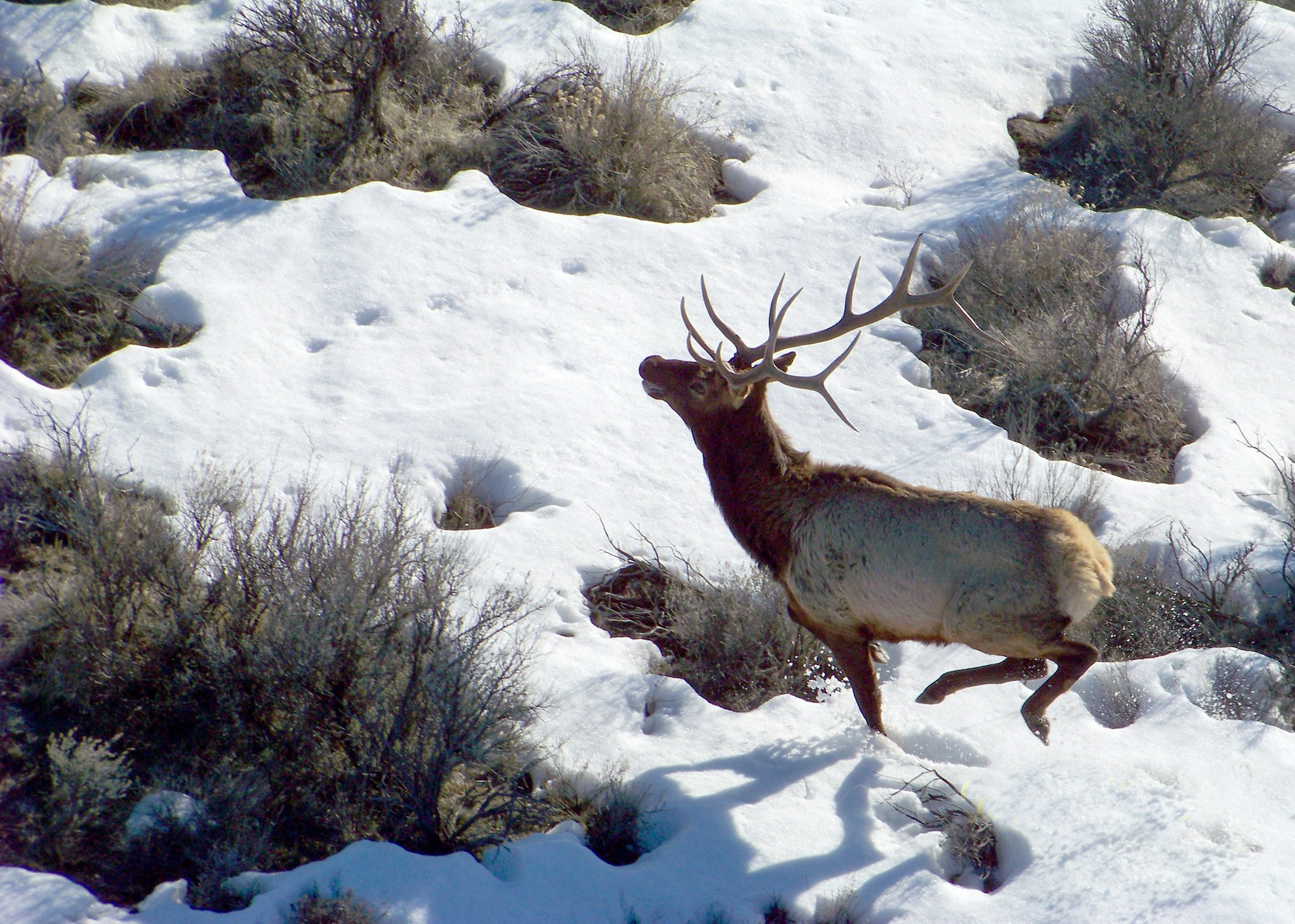 an elk runs away
