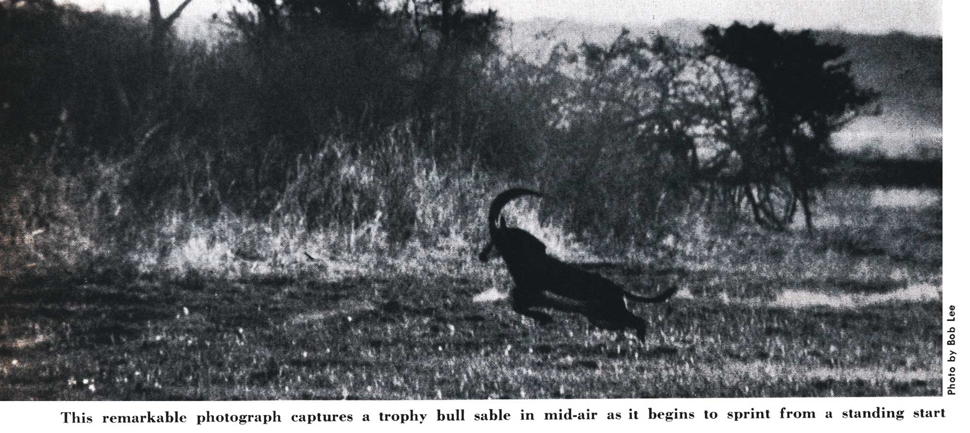 sable hunting