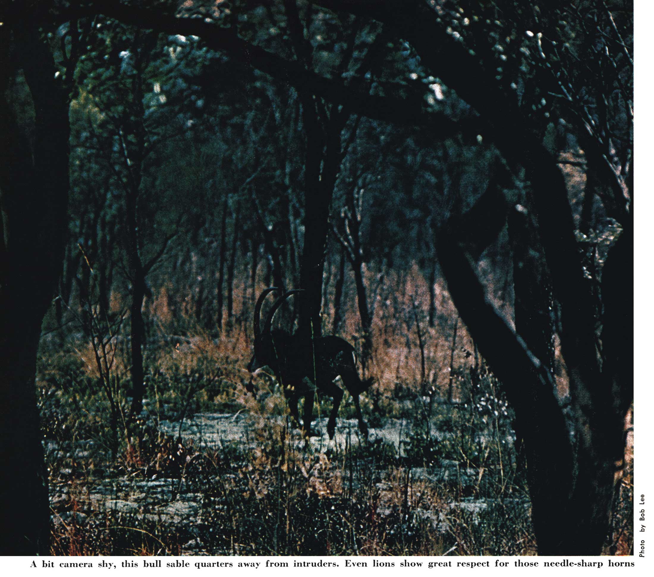 sable hunting