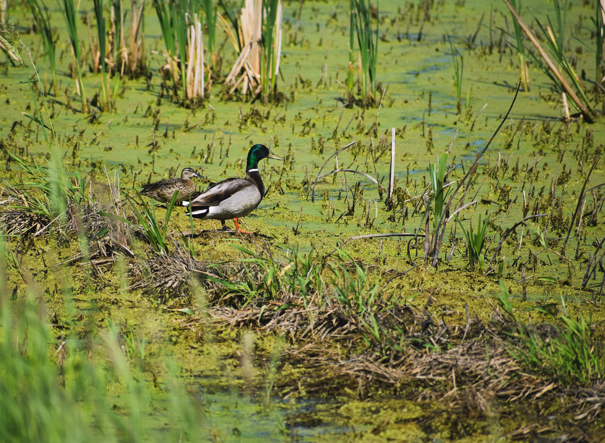 A mallard and a hen blue-wing in a green pond.