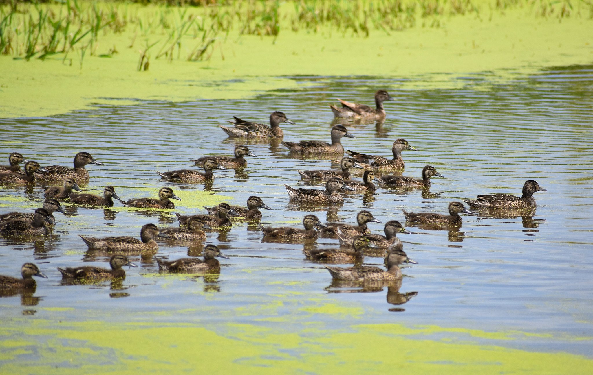 A photo of teal in the PPR.