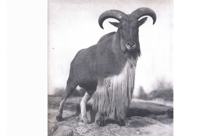 texas aoudad