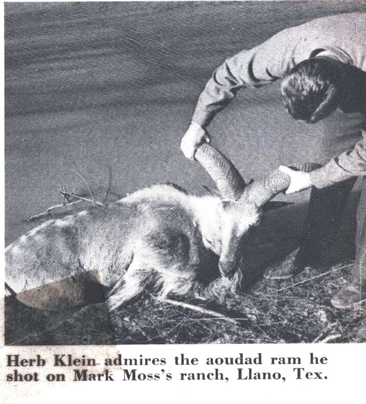 aoudad hunt