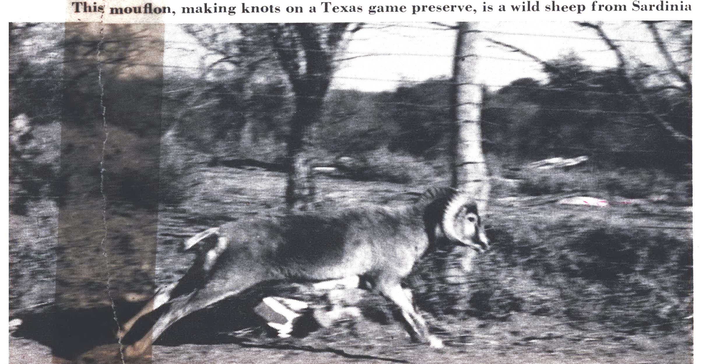 mouflon