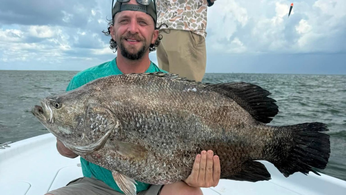 Angler Lands One of the Biggest Tripletail Ever Caught in His State Angler Lands One of the Biggest Tripletail Ever Caught in His State