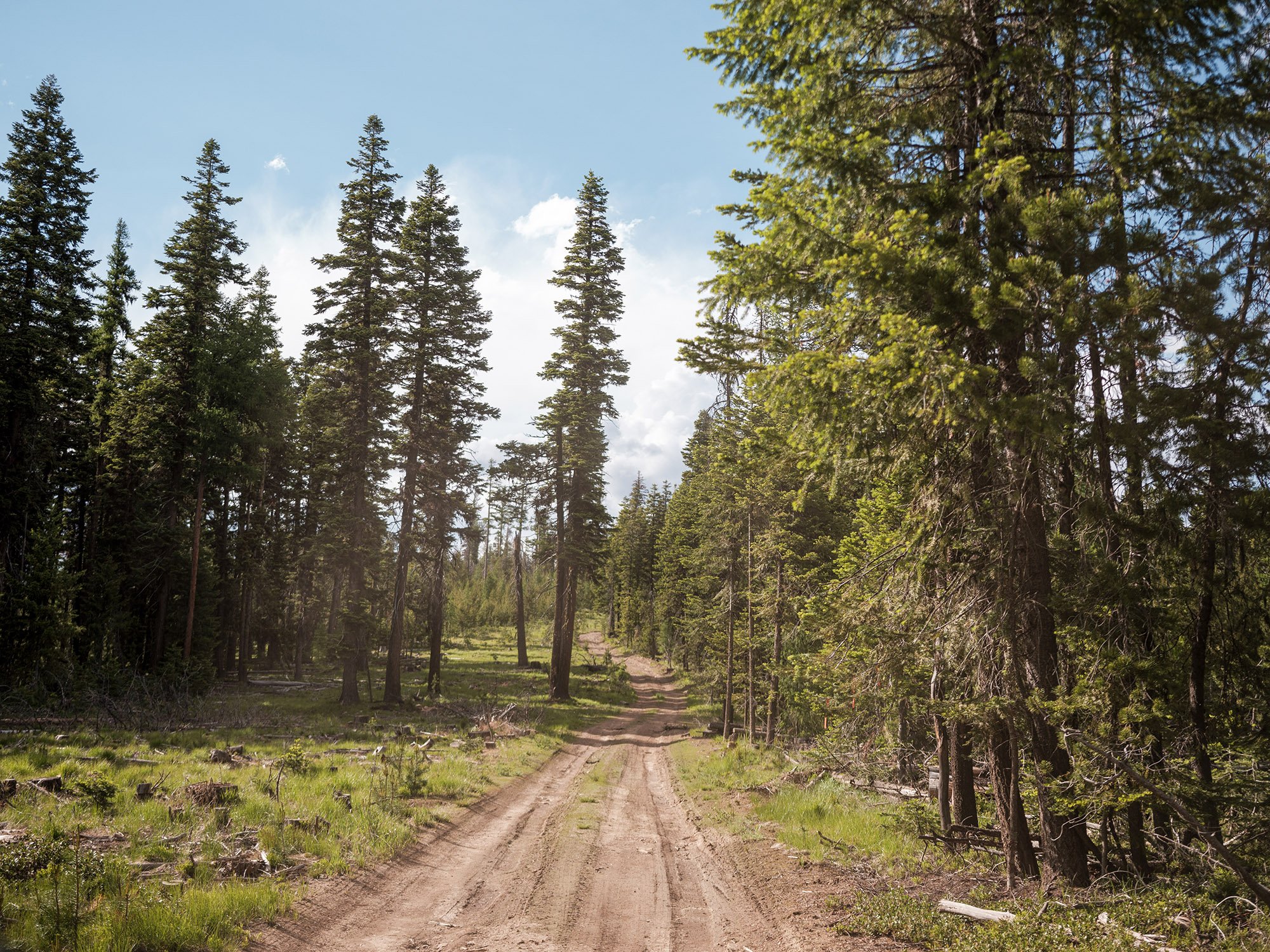 A USFS road.