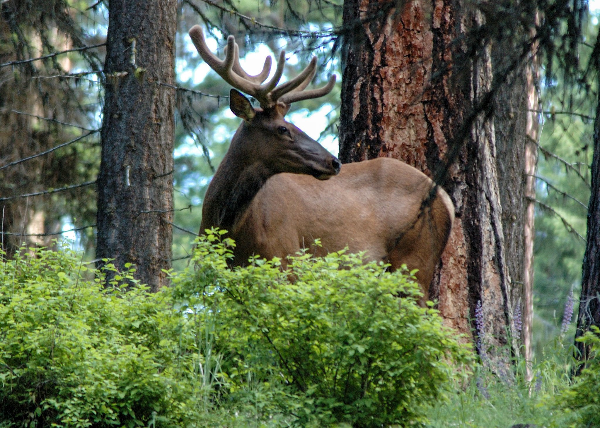 Elk in browse