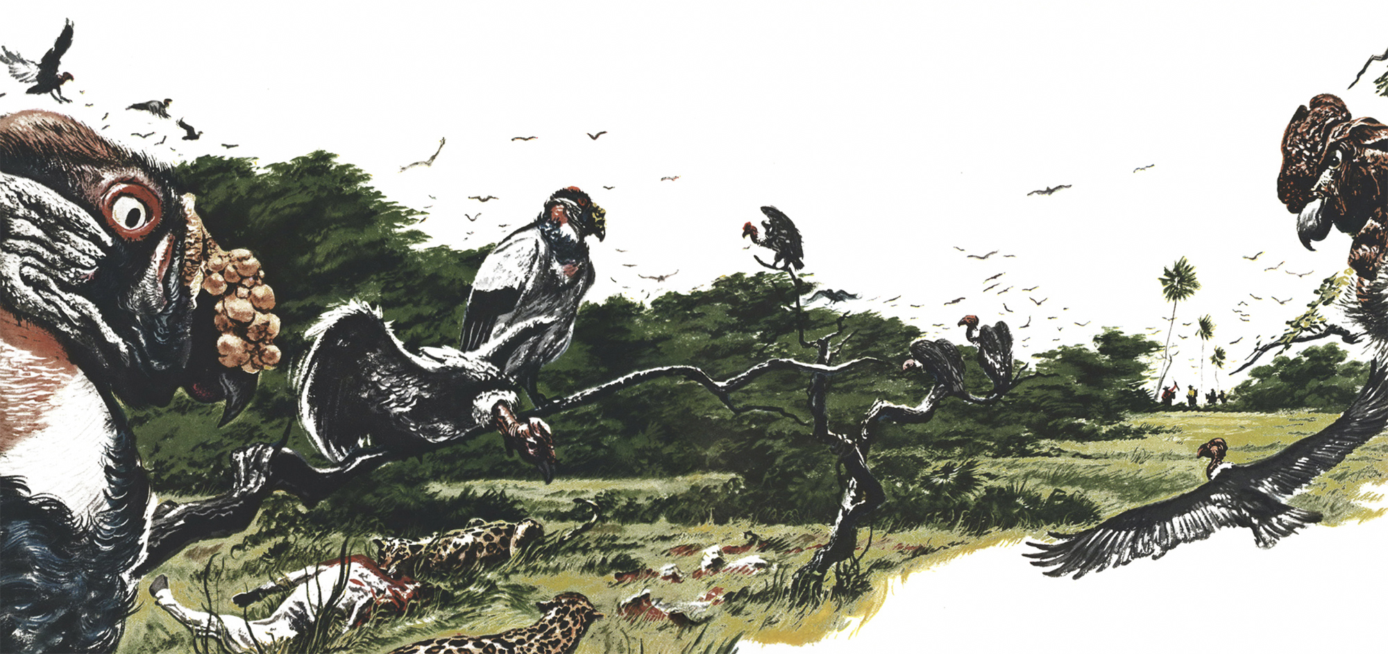 Vintage magazine spread illustration of vultures perched over a grassland kill as spotted jaguars feed on a carcass.