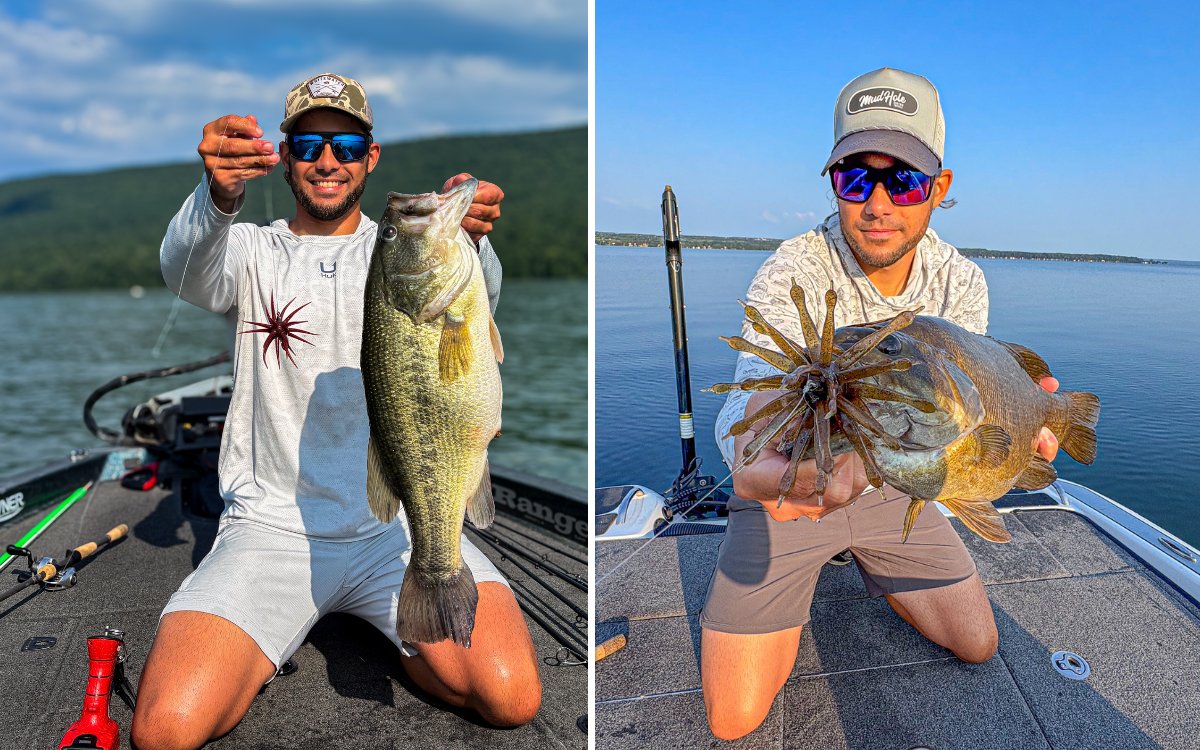 The author holds up two big bass caught on urchin baits