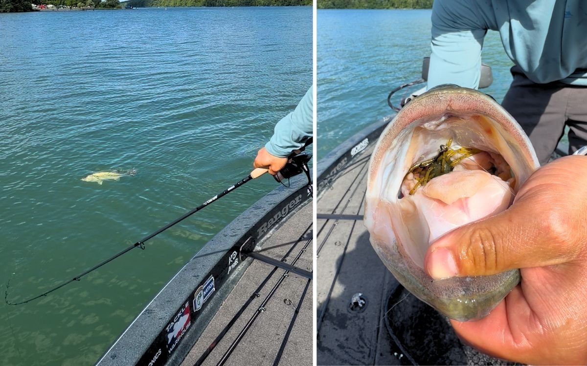 A largemouth bass the author caught on the Yamamoto Uni