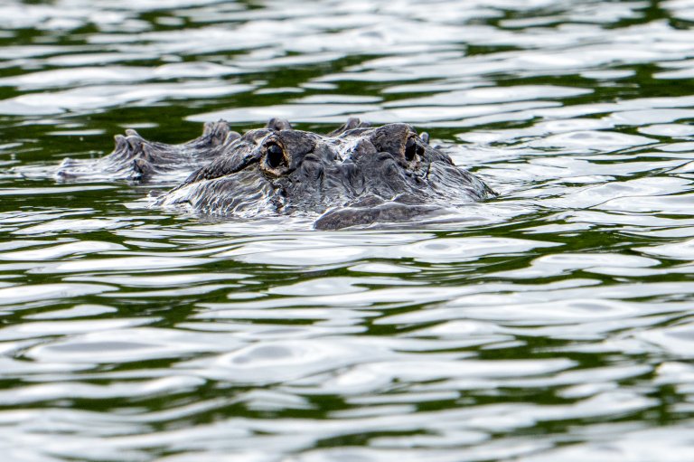 An alligator swims in the shallow waters of Wakodahatchee Wetlands in Delray Beach, Florida, on May 4, 2026. It is estimated that there are about 1.3 million alligators in Florida. (Photo by Ronen Tivony/NurPhoto via Getty Images)
