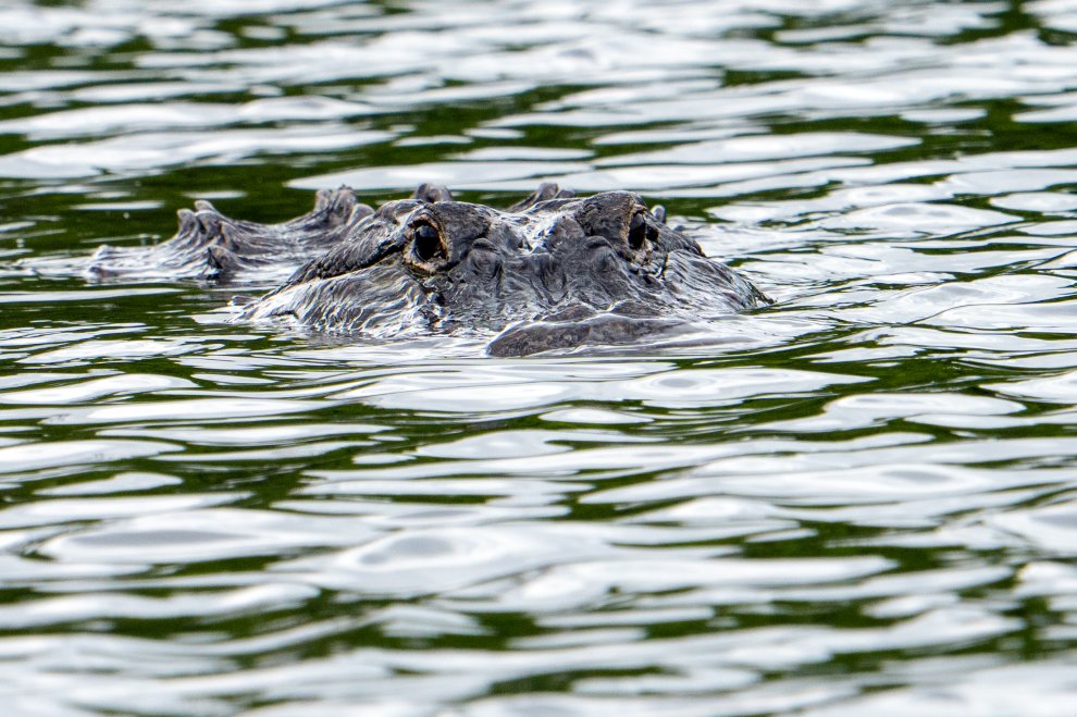 “It Was Like a Missile.” Florida Woman Brutally Attacked By Alligator, Rescued by Boaters