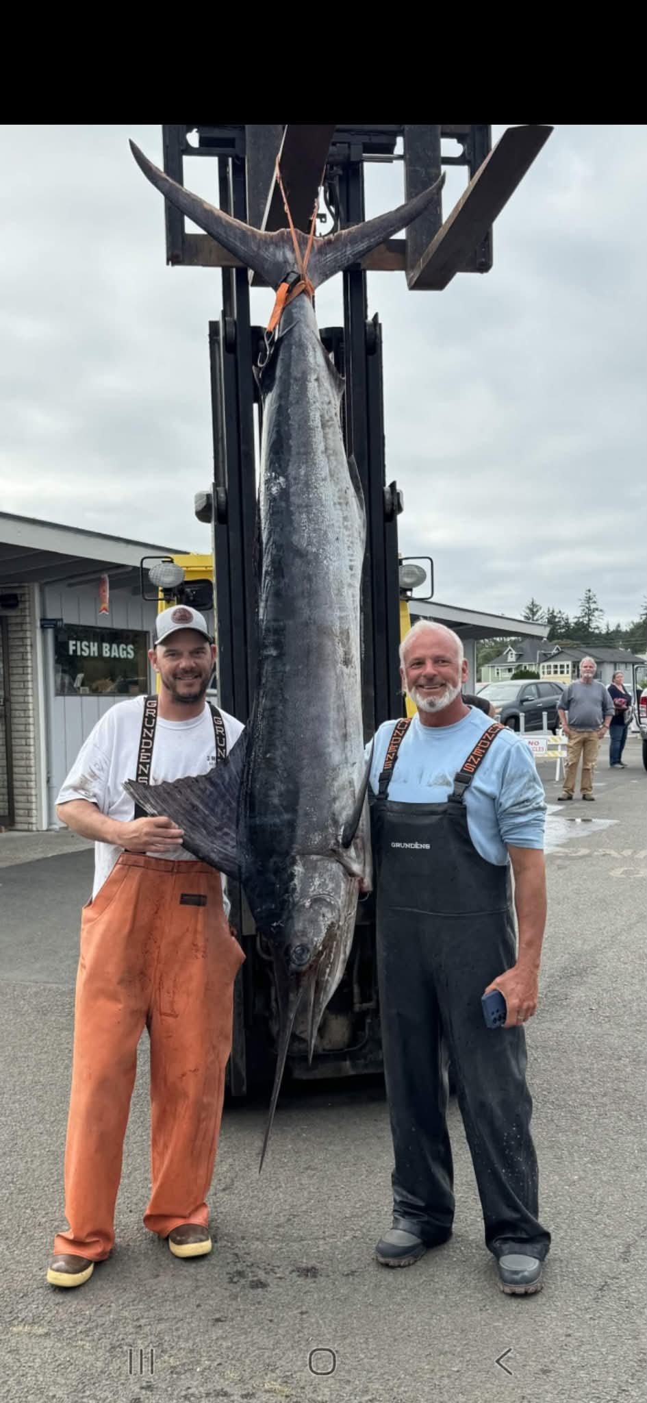 striped marlin record