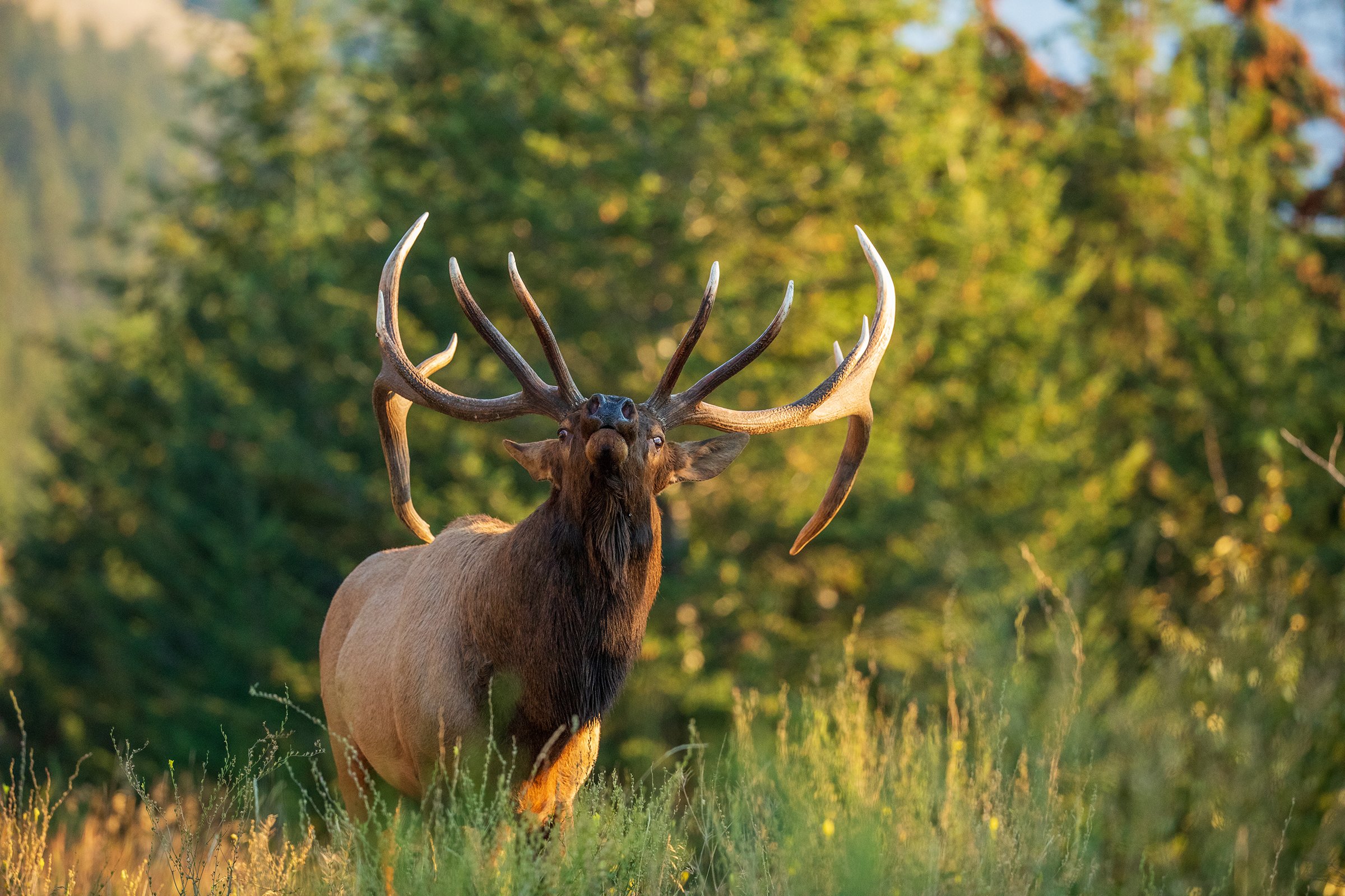 elk hunting the west