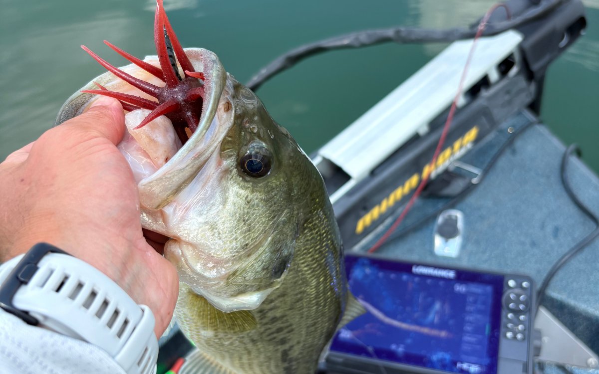 The author with a largemouth he caught on an urchin using his Active Target 2