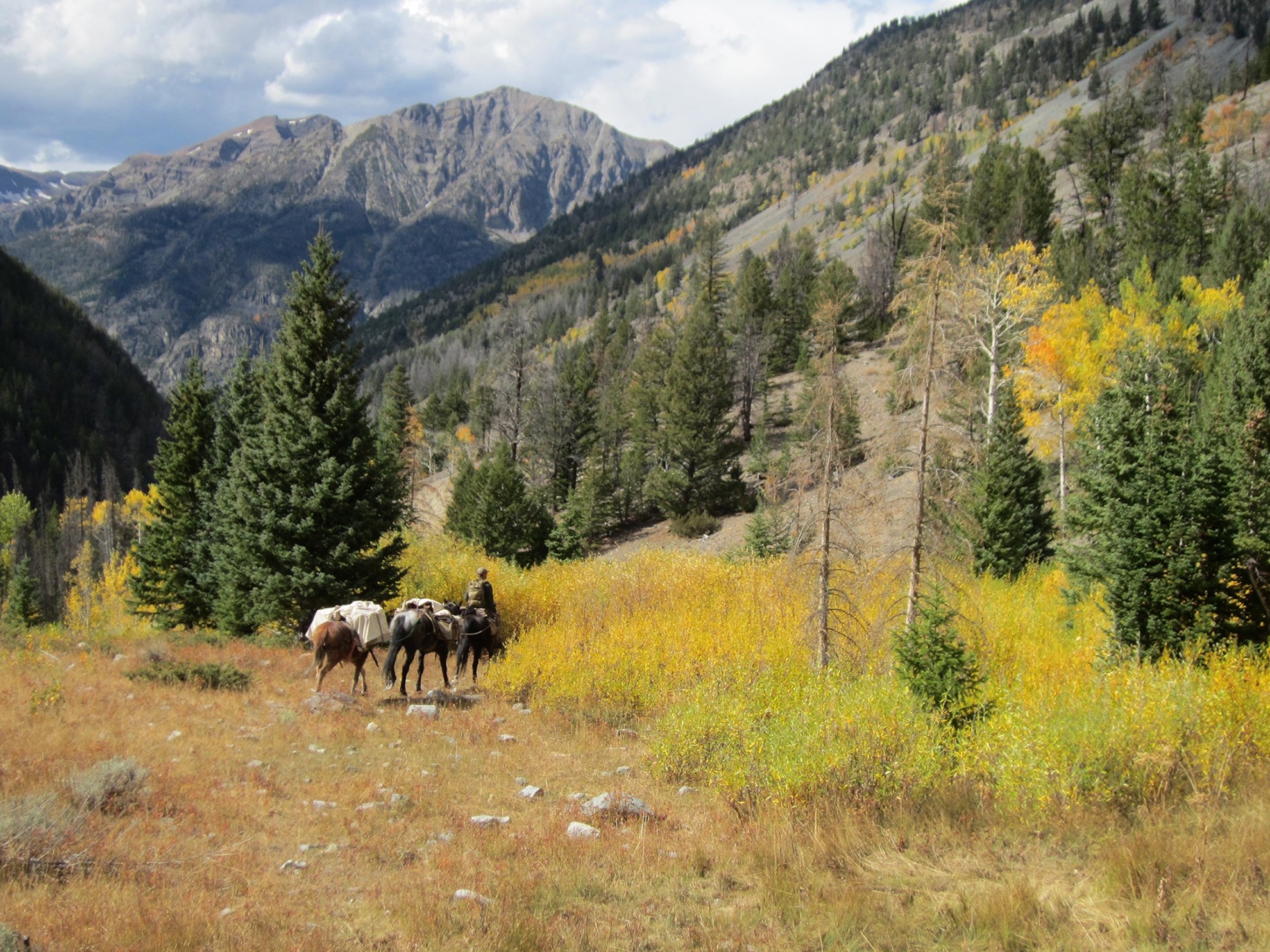 elk hunting horse pack