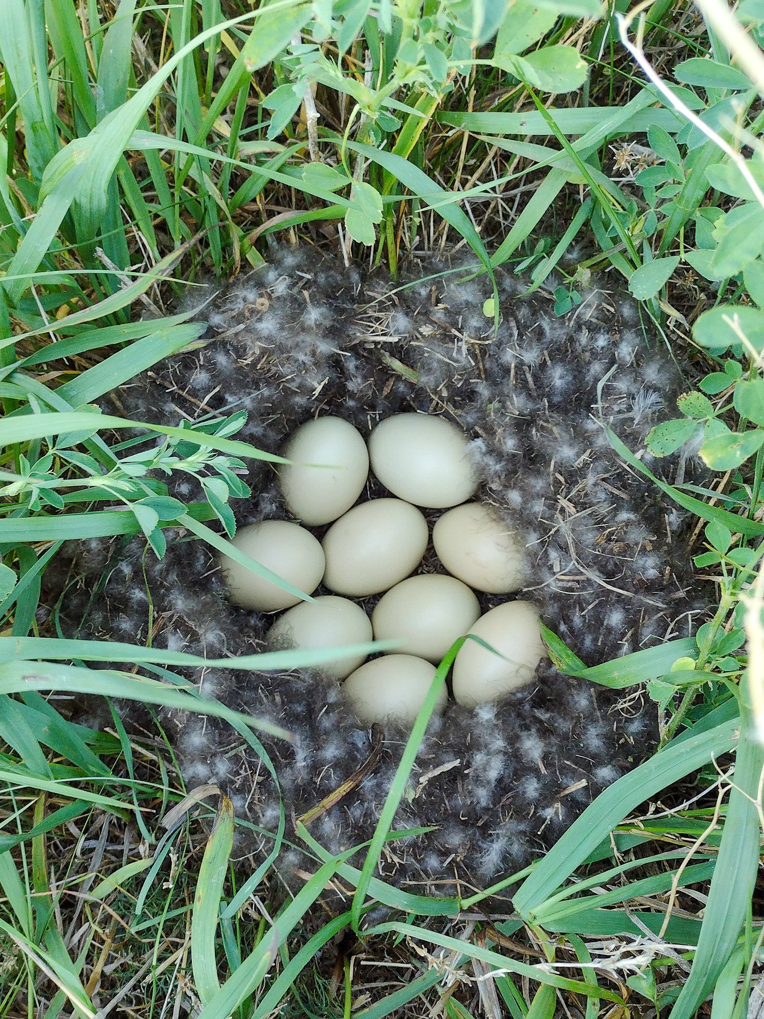 A duck nest.
