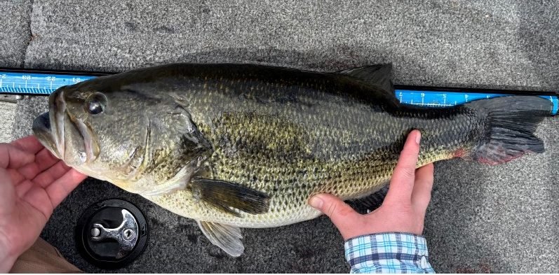 record laregmouth bass