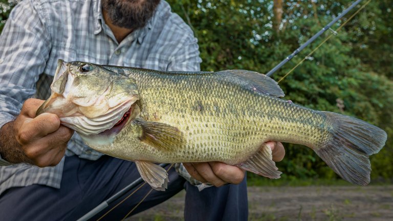 A man holds up a nice bass.