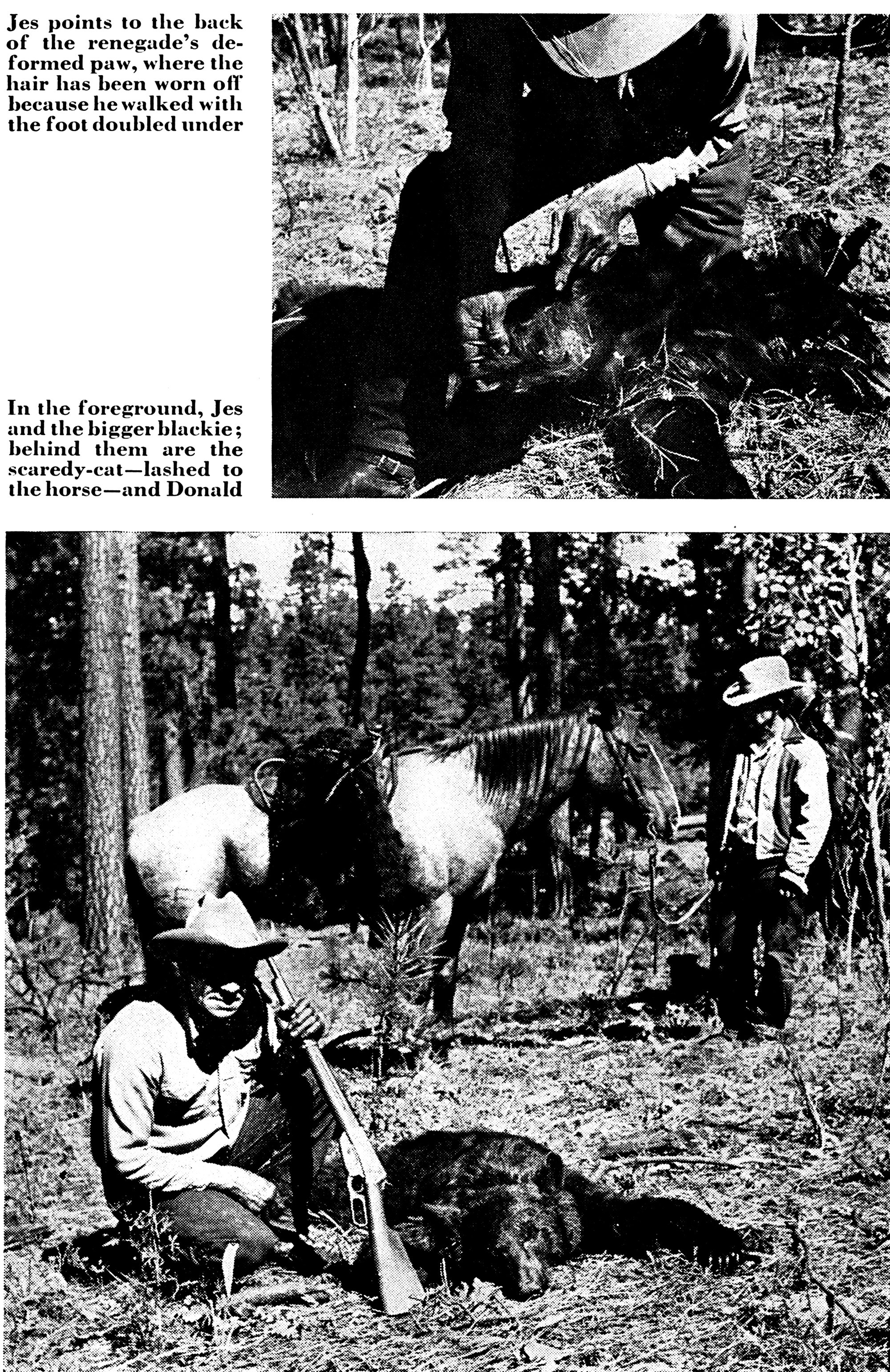 black bear hunting