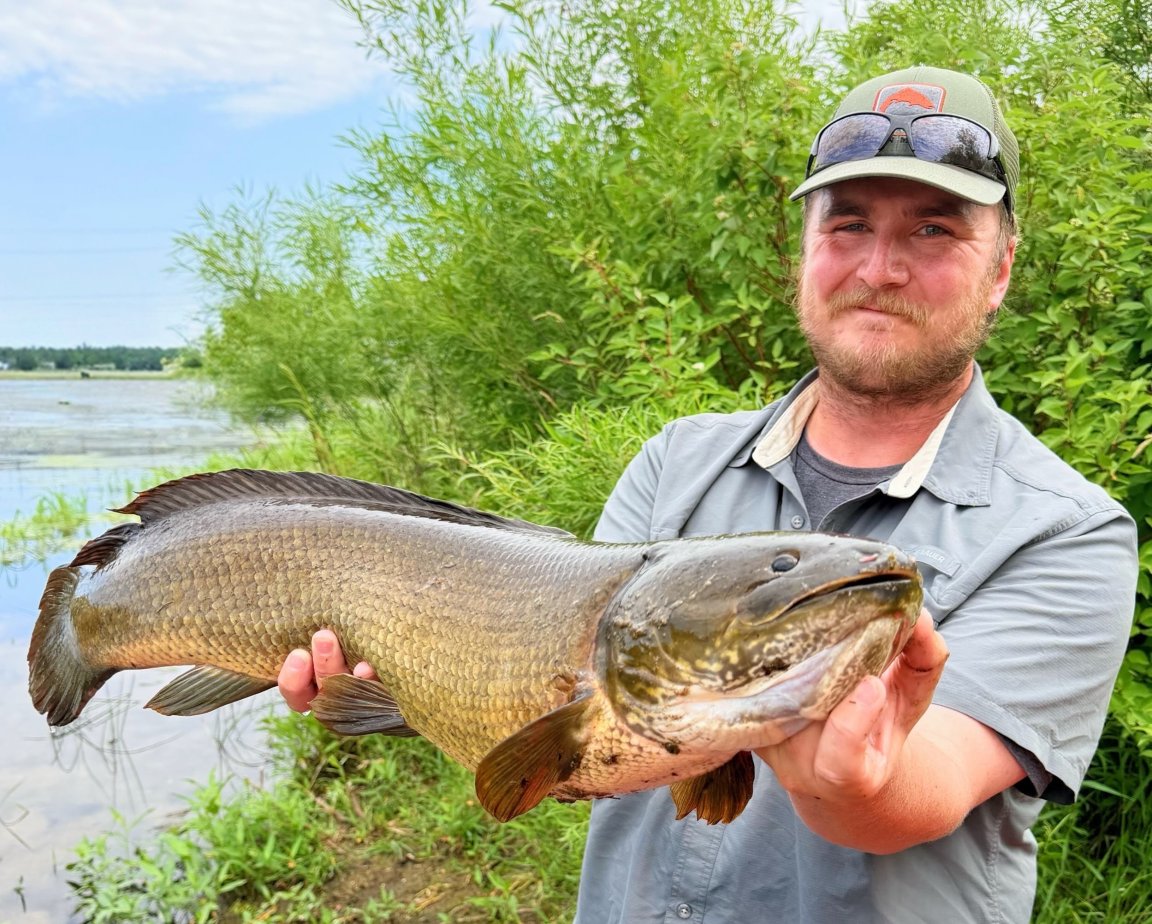 A photo of the new state-record catch-and-release bowfin