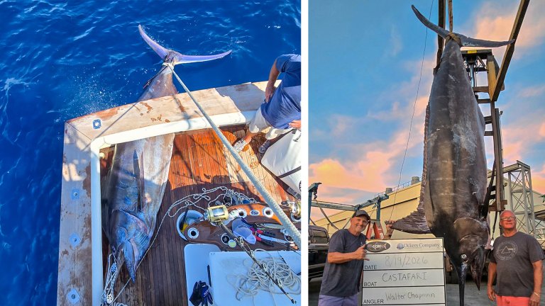 Two photos of a giant blue marlin caught off the coast of Massachusetts