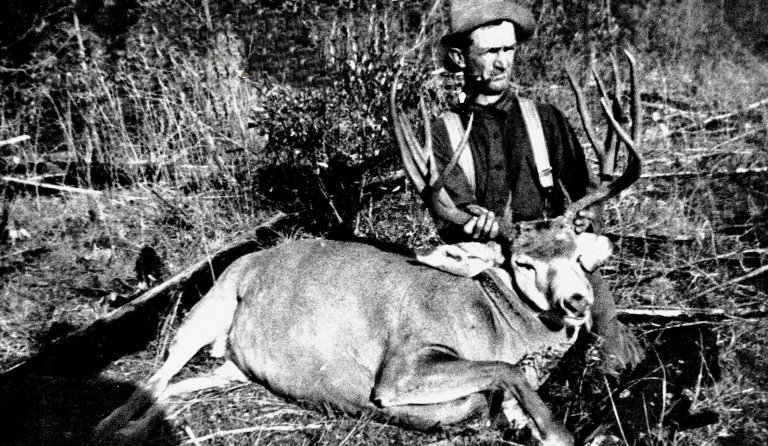 big mule deer buck