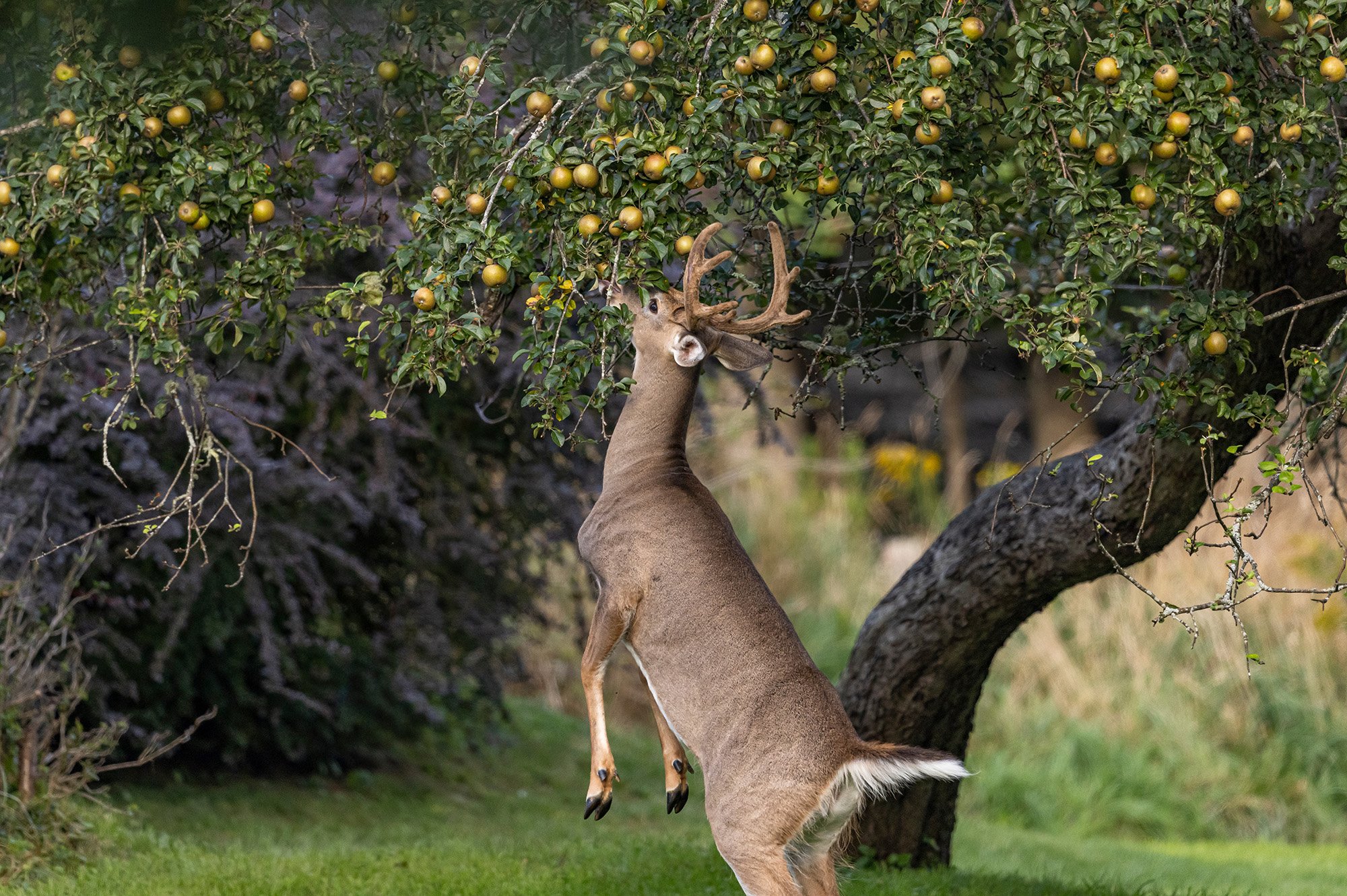 A buck stands on its hind legs to eat apples.