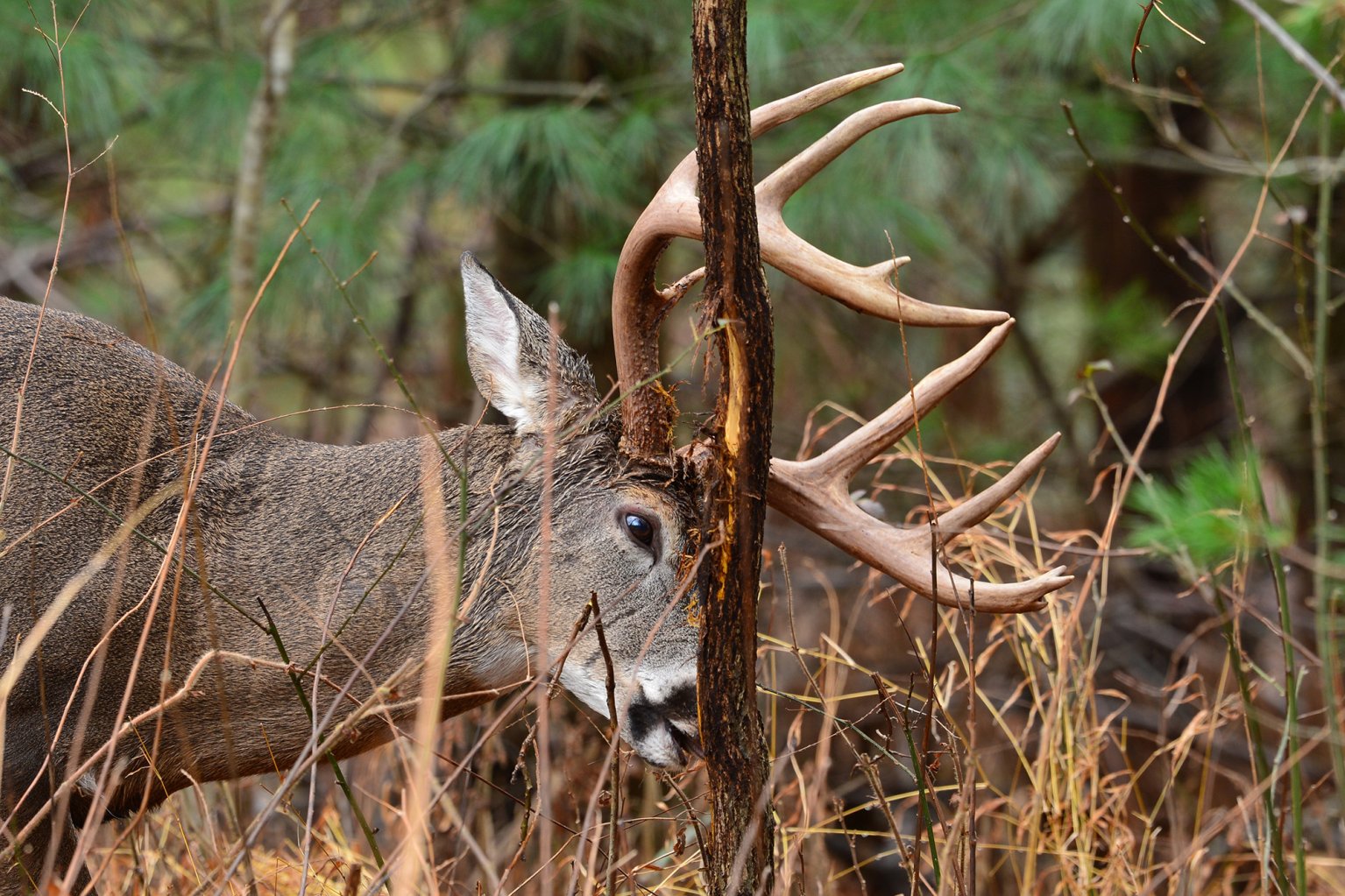 a buck rubs his antlers