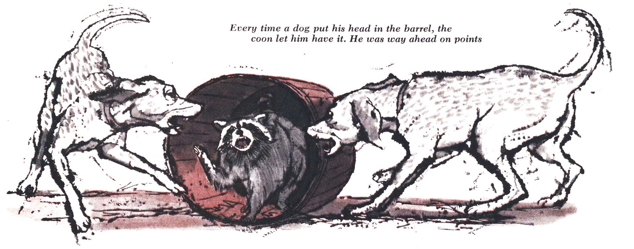 raccoon hunting