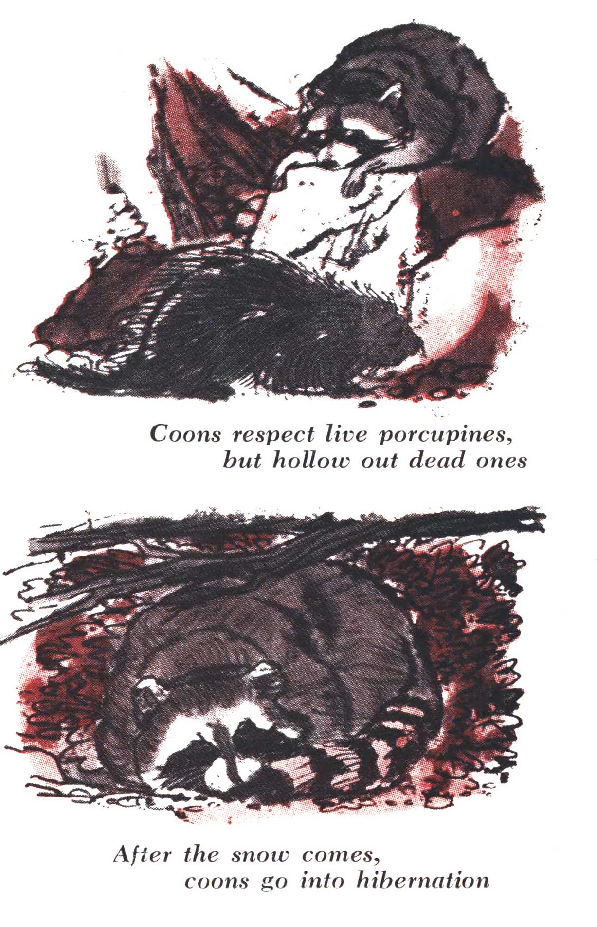 raccoon hunting