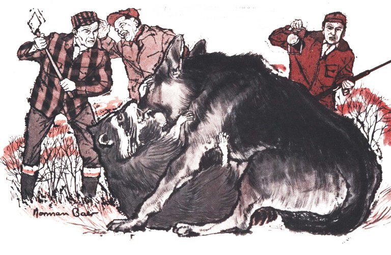 racoon hunting
