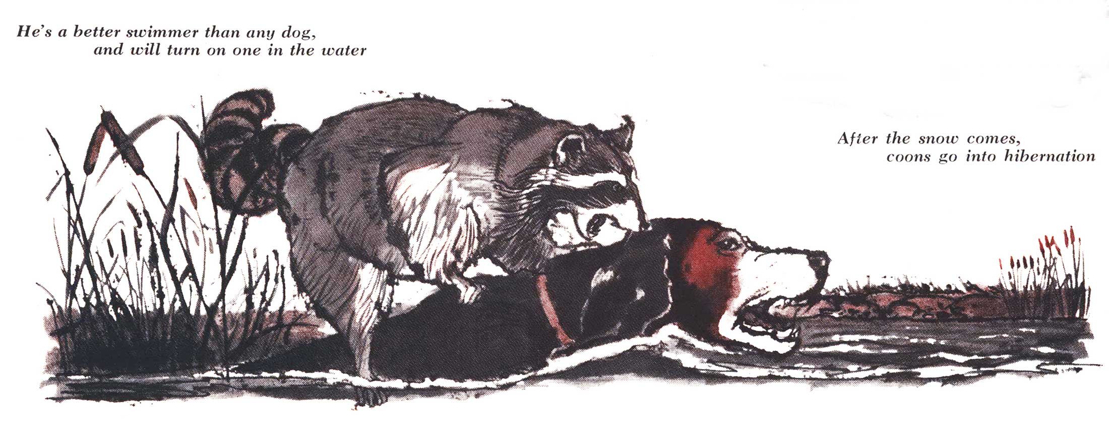 raccoon hunting