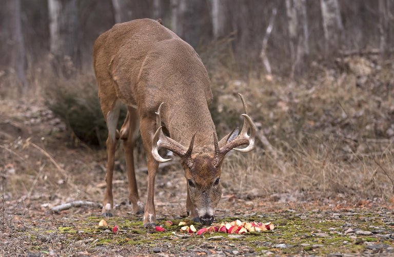 A buck eating cut up apples in a bait pile.