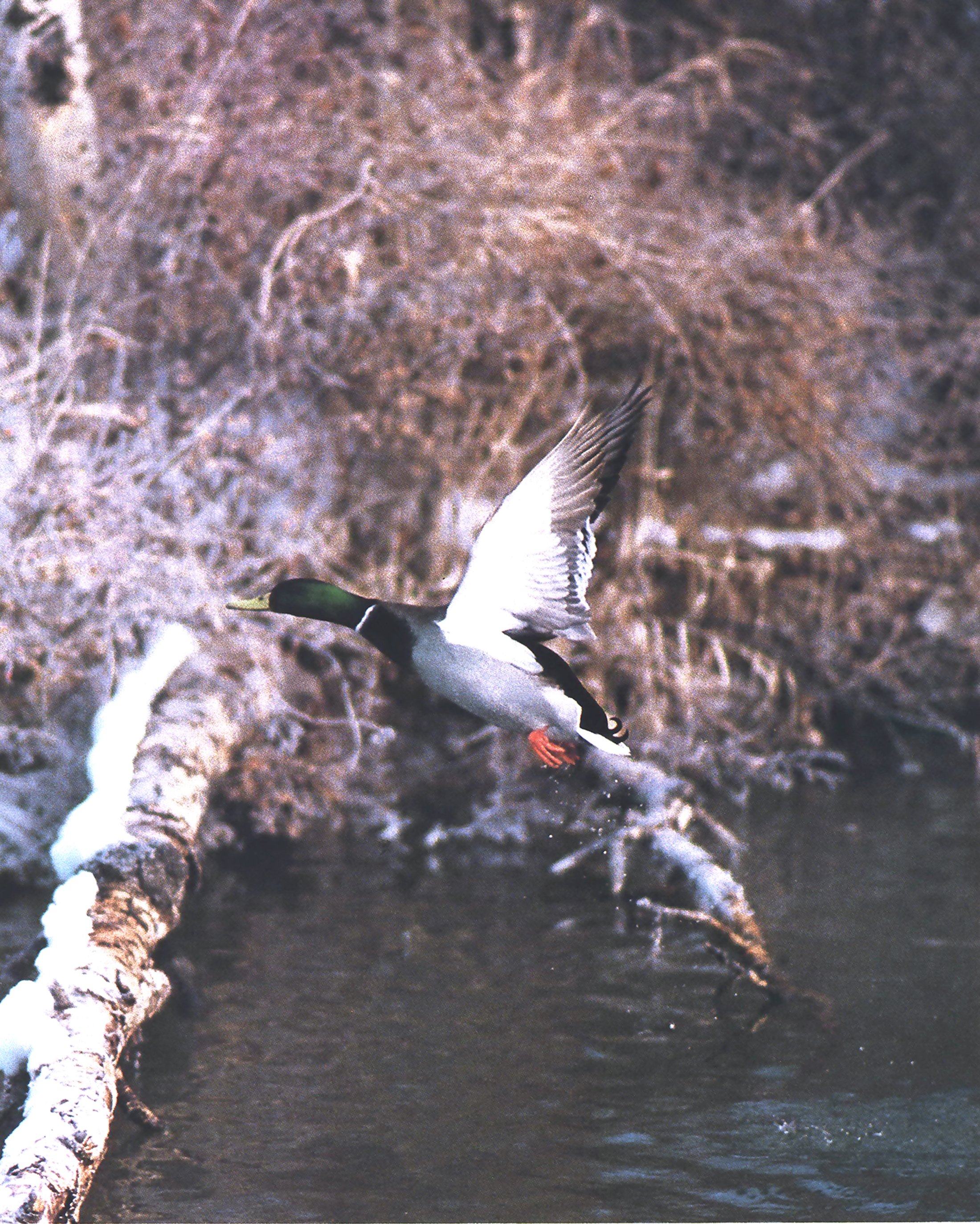 mallard duck
