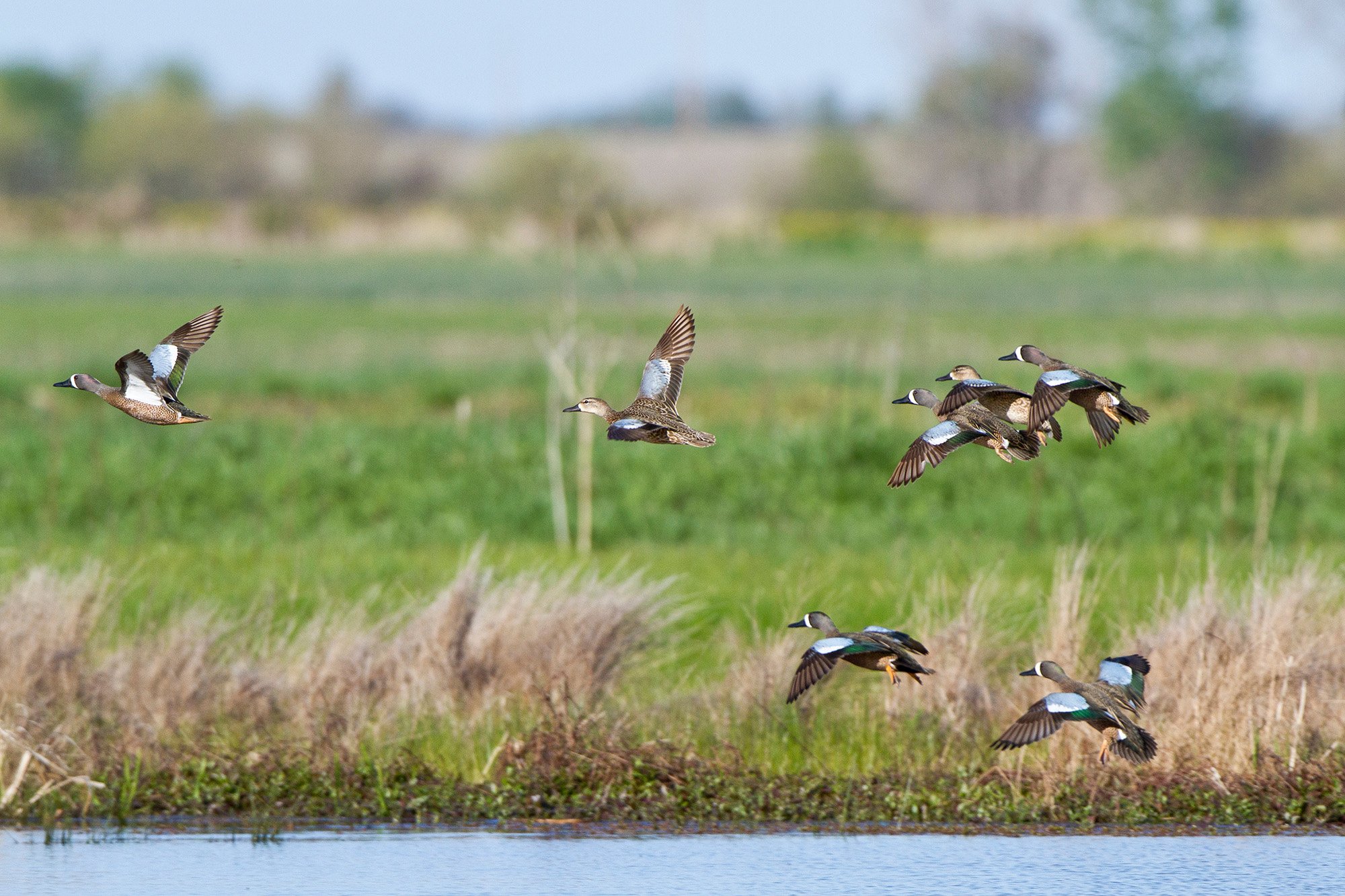 blue-winged teal in an Illinois wetland
