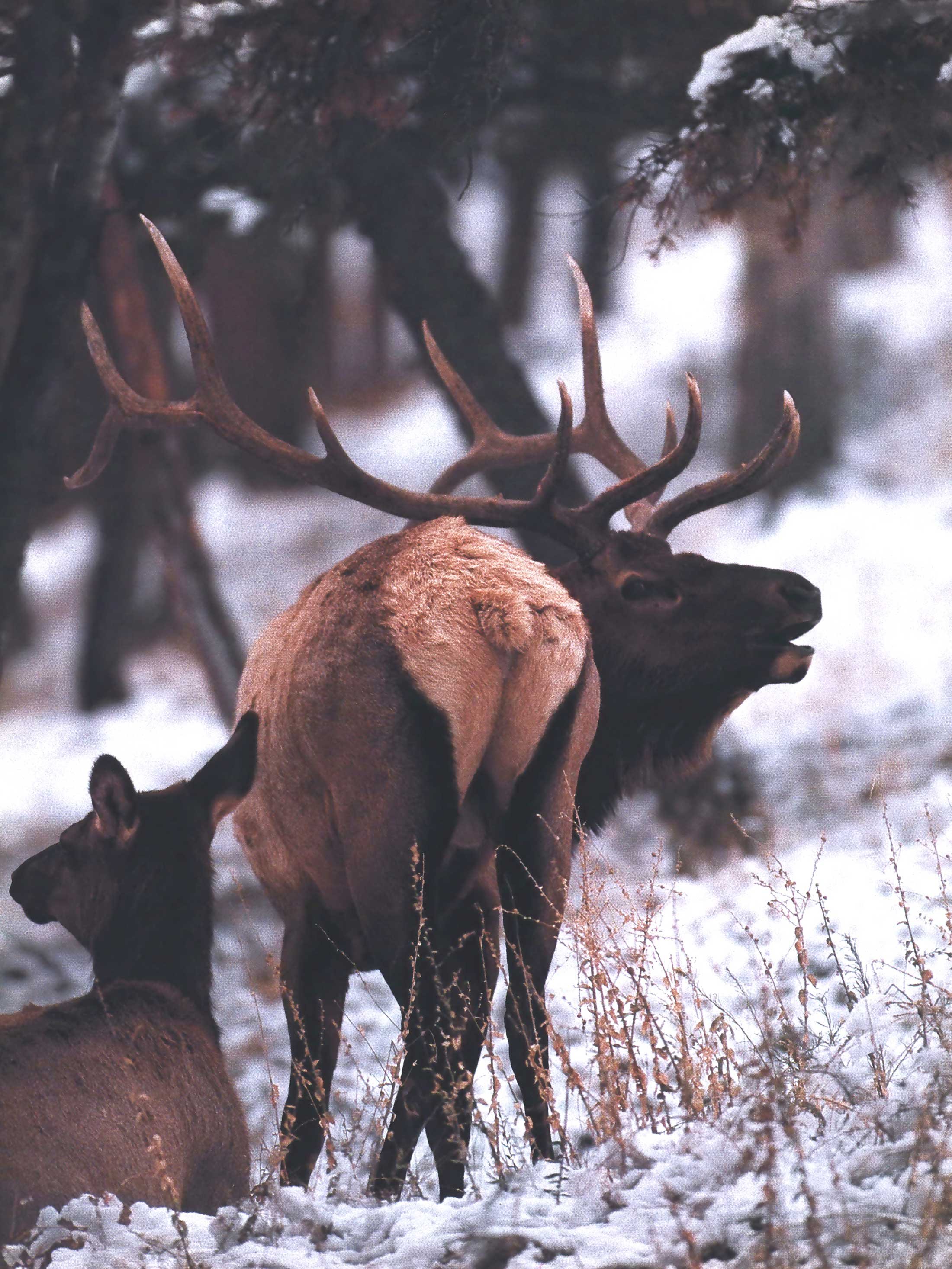 bull elk