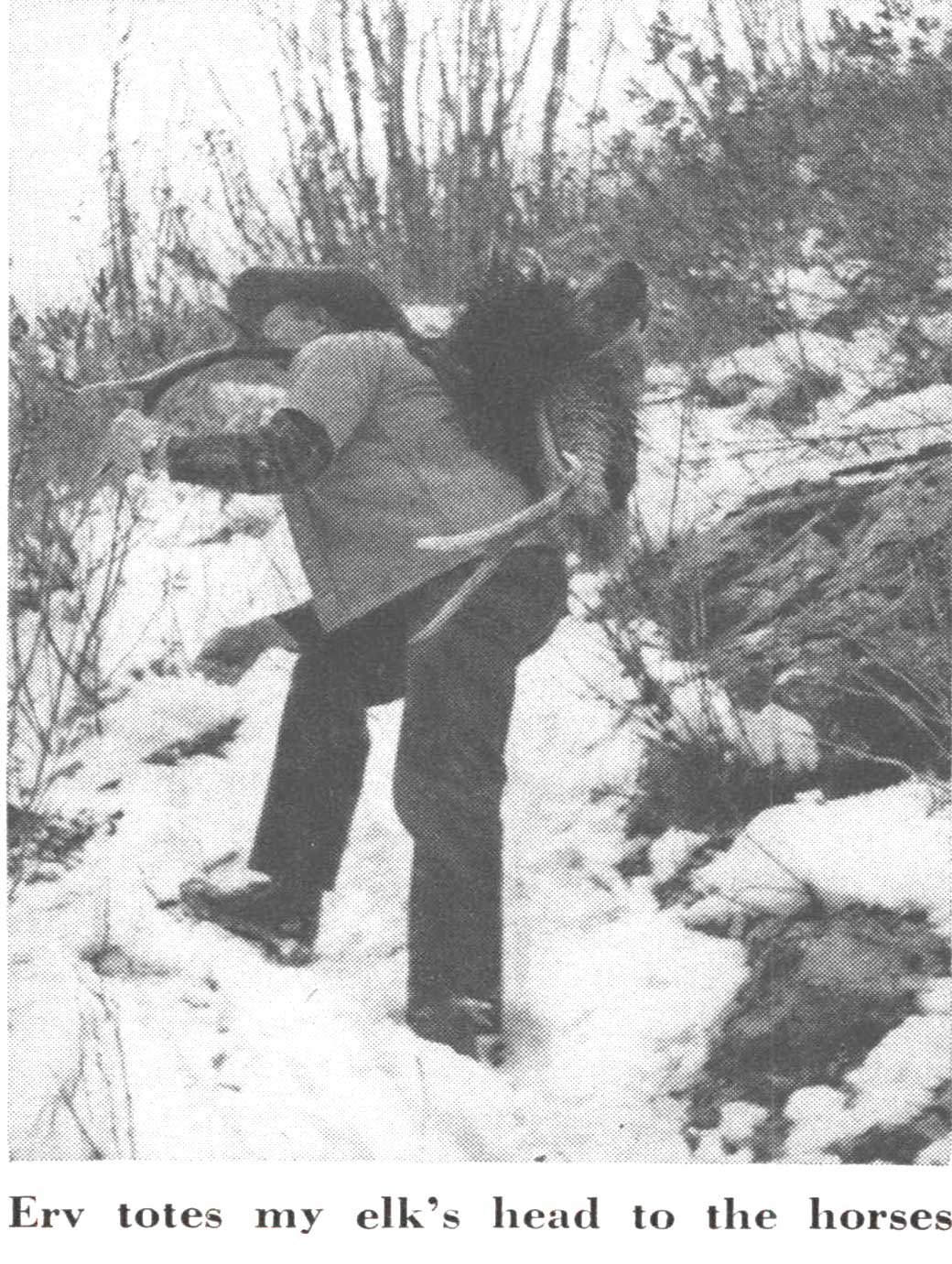elk hunting