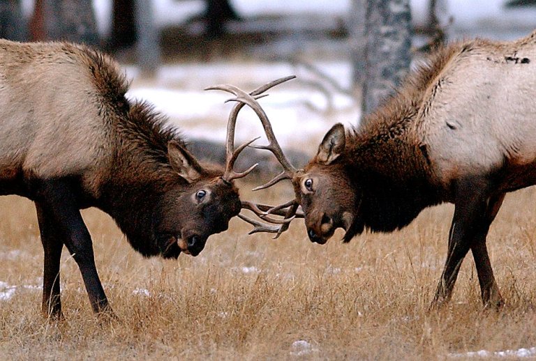 ESTES PARK, COLO., DEC. 15, 2004 Two bull elk battle, Wednesday Dec. 15, 2004, in Moraine Park at Rocky Mountain National Park. RJ Sangosti/ The Denver Post (Photo By RJ Sangosti/The Denver Post via Getty Images)