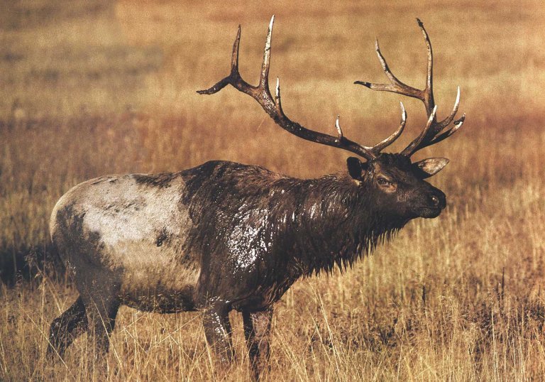 elk wallow