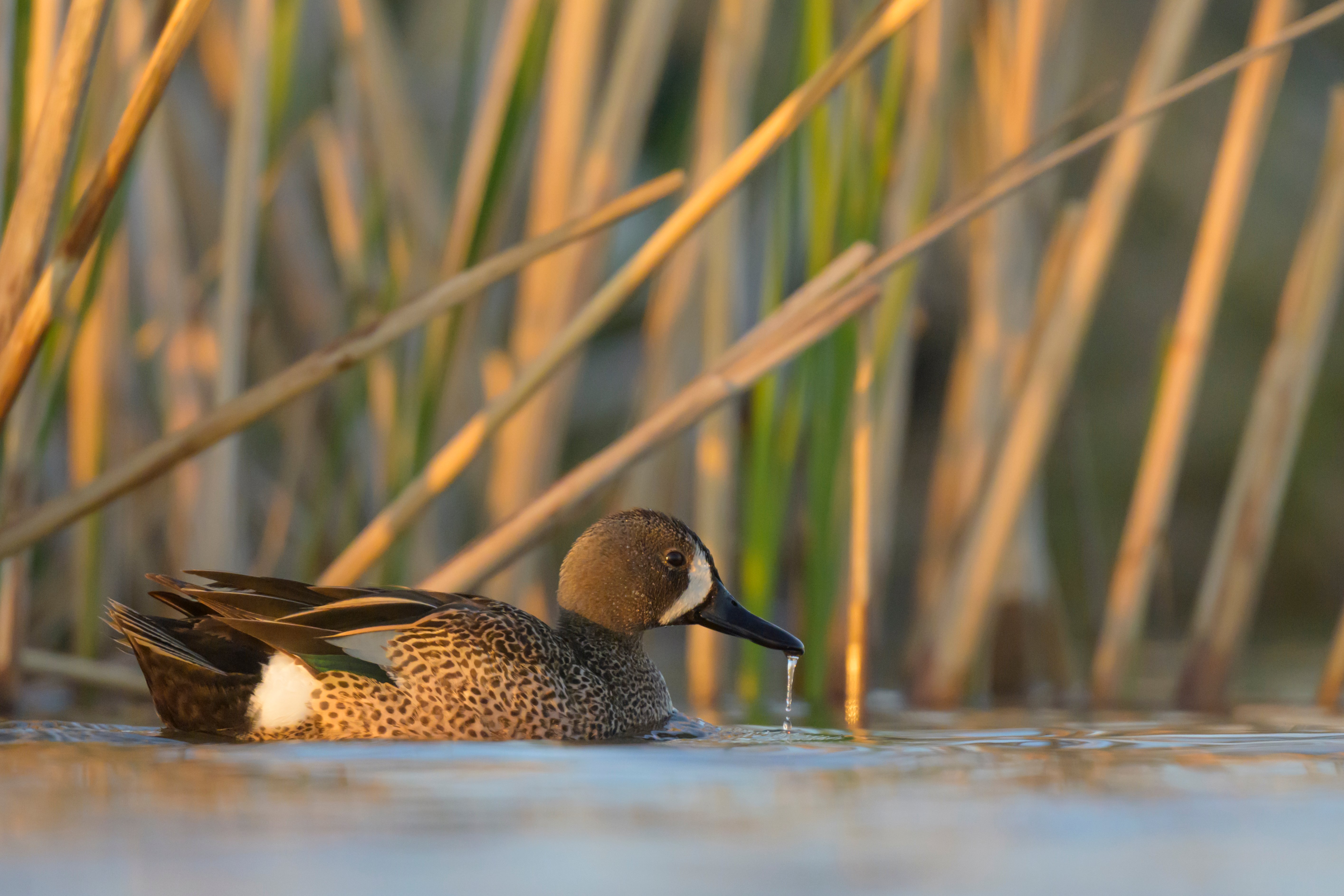 A drake blue-winged teal (Spatula discors) floats on calm water in the Prairie Pothole Region of North Dakota, framed by the soft golden glow of early morning light and out-of-focus cattails. This small dabbling duck is one of the earliest to arrive in northern wetlands each spring, relying on shallow, nutrient-rich habitats for courtship, nesting, and feeding. Males are distinguished by their slate-blue heads, crescent-shaped white face markings, and chestnut flanks. Though still widespread, blue-winged teal populations depend heavily on intact seasonal wetlands that are increasingly threatened by drainage, pollution, and climate-driven changes in hydrology. The Prairie Pothole Region remains a critical stronghold for this species and supports one of the highest densities of breeding ducks in North America.