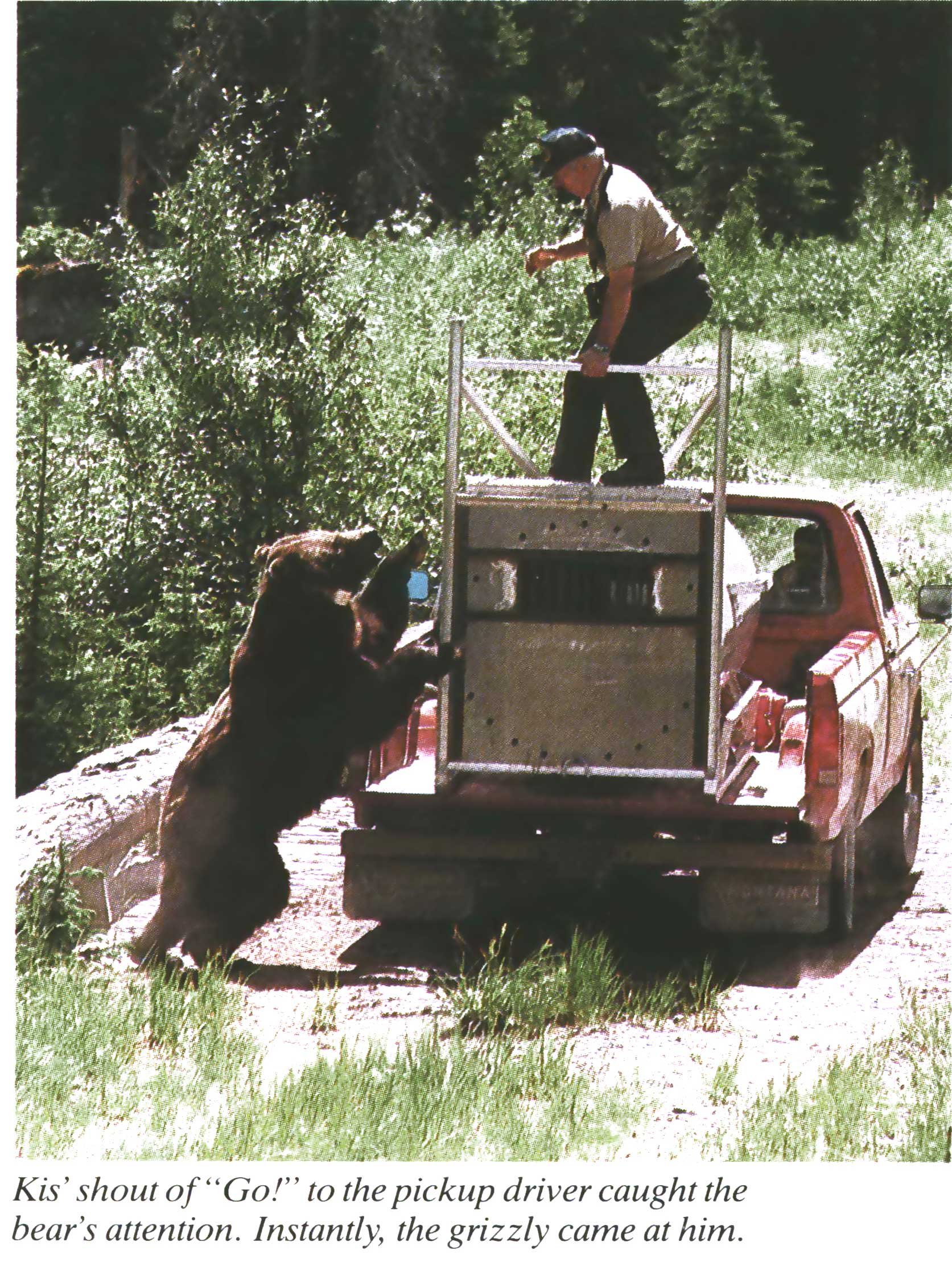grizzly bear release