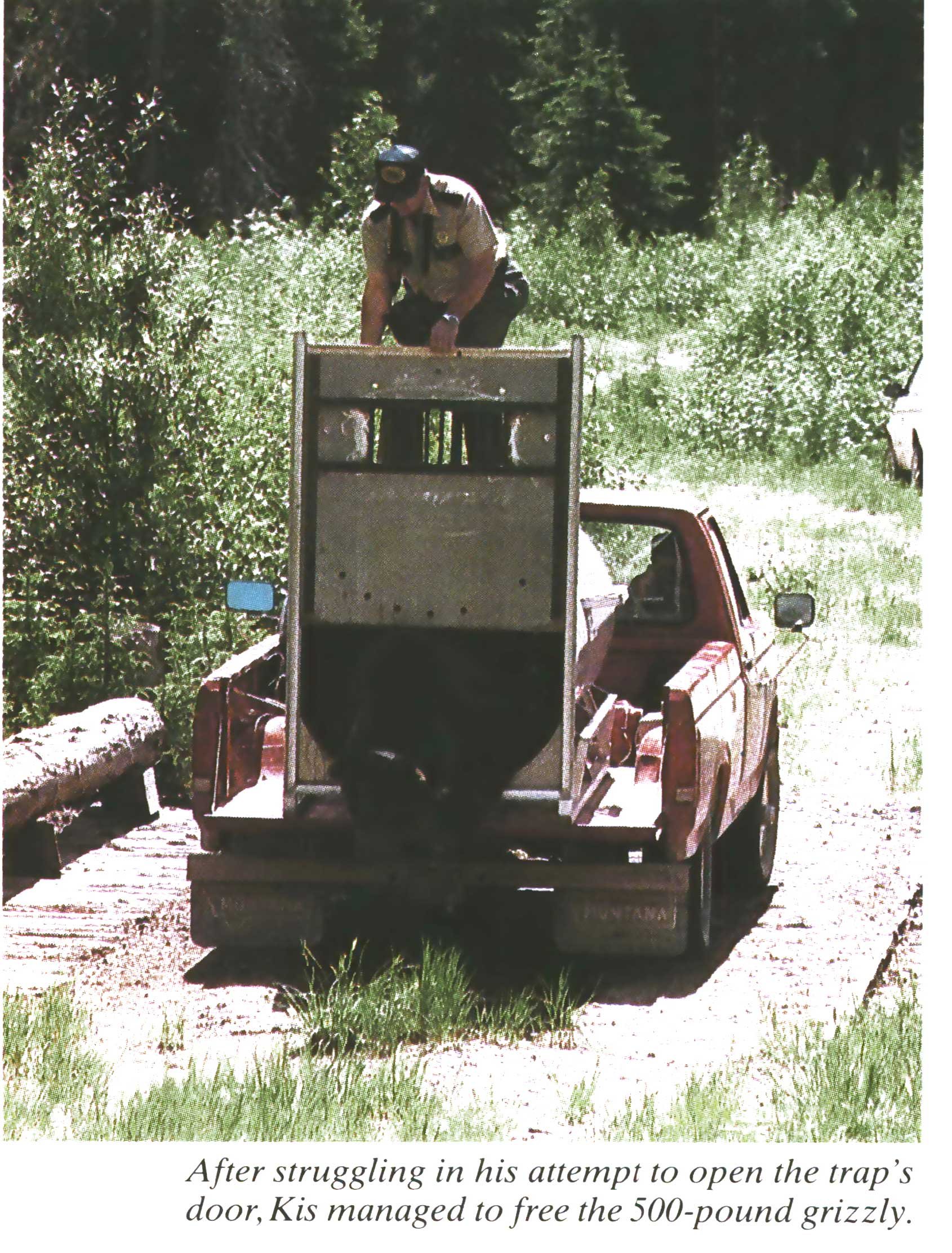 grizzly bear release