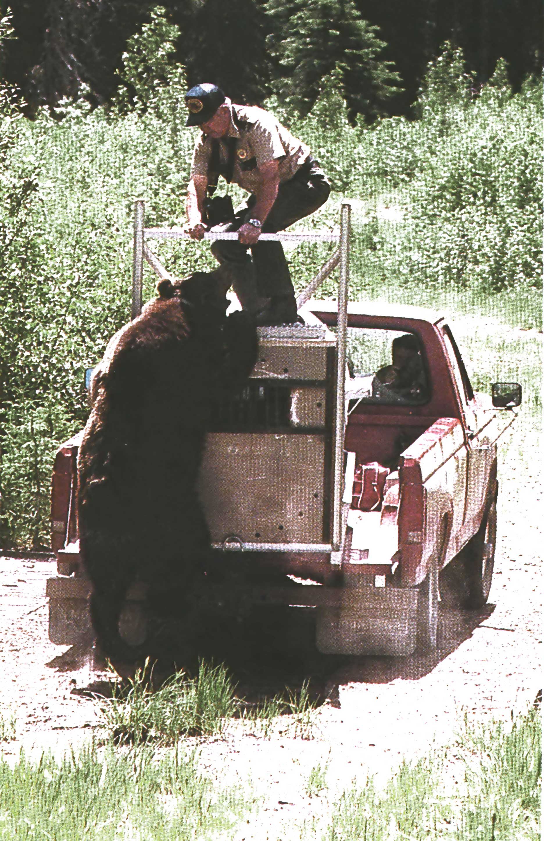 grizzly bear attack