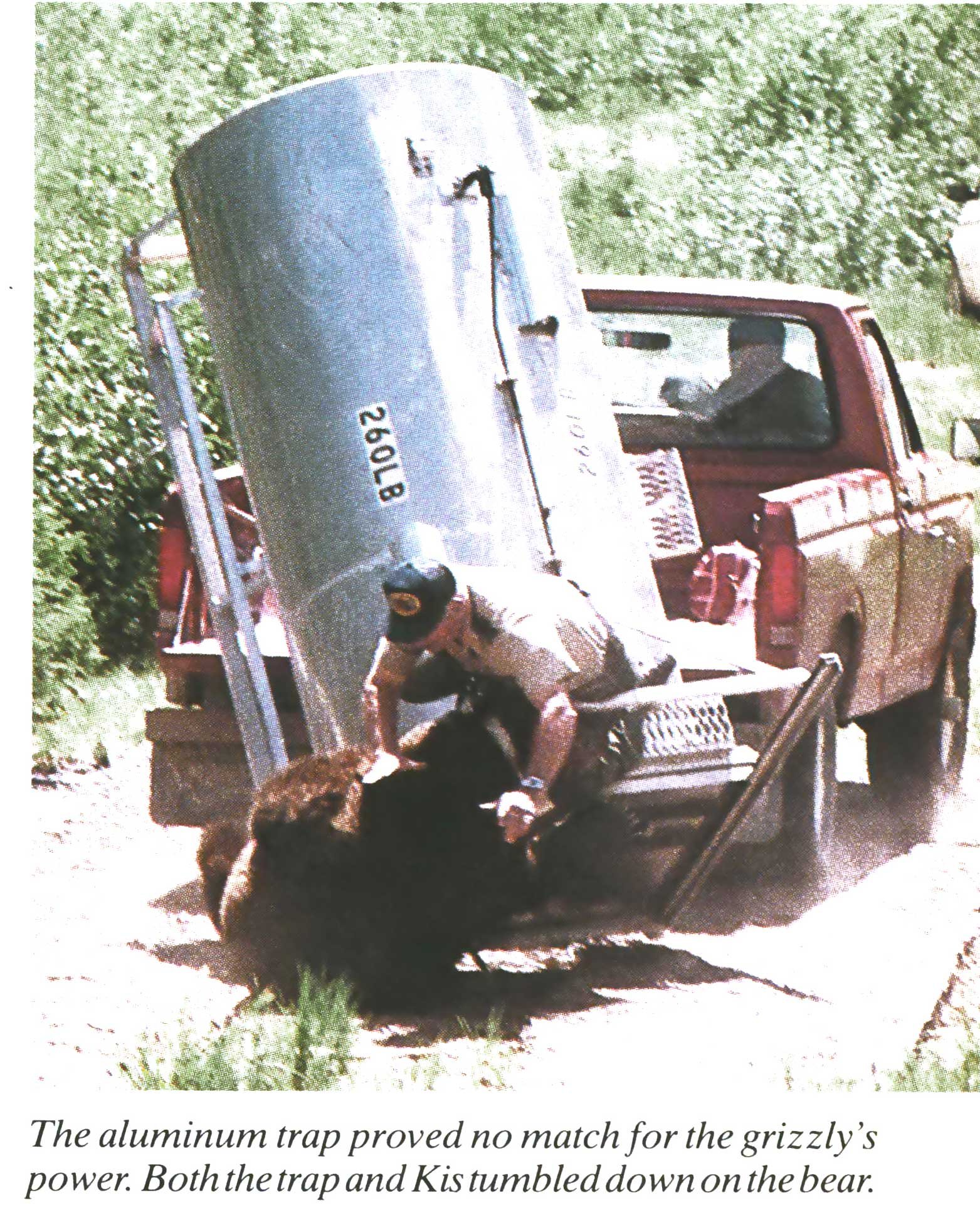 grizzly bear attack