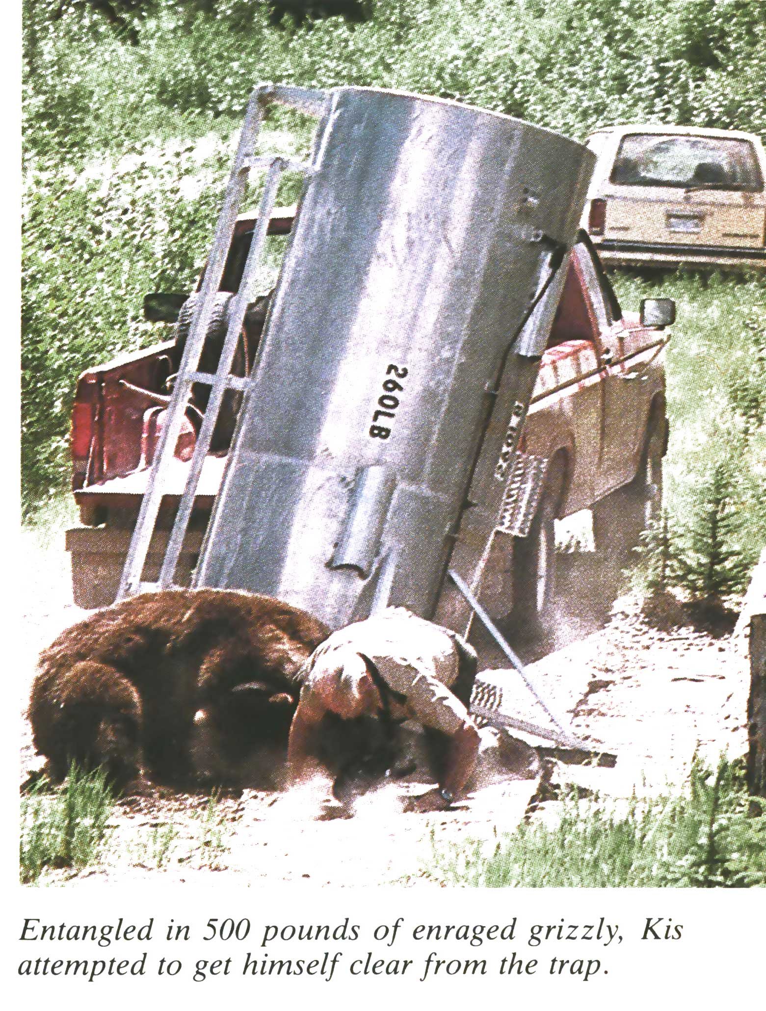 grizzly bear release