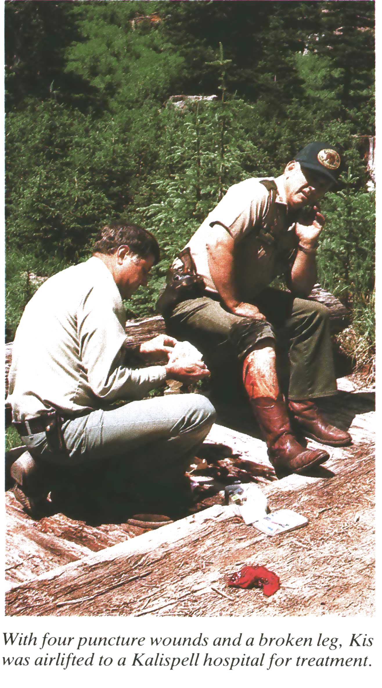 grizzly bear attack
