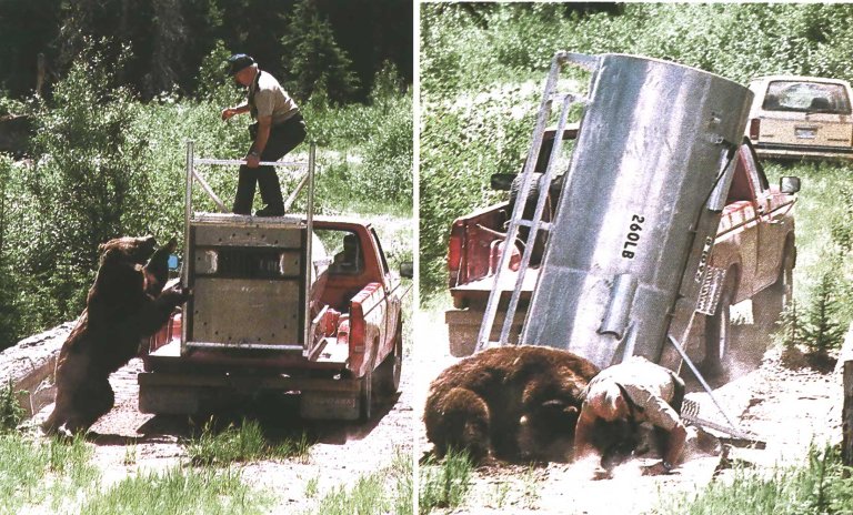 grizzly bear attack