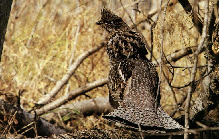 grouse hunting