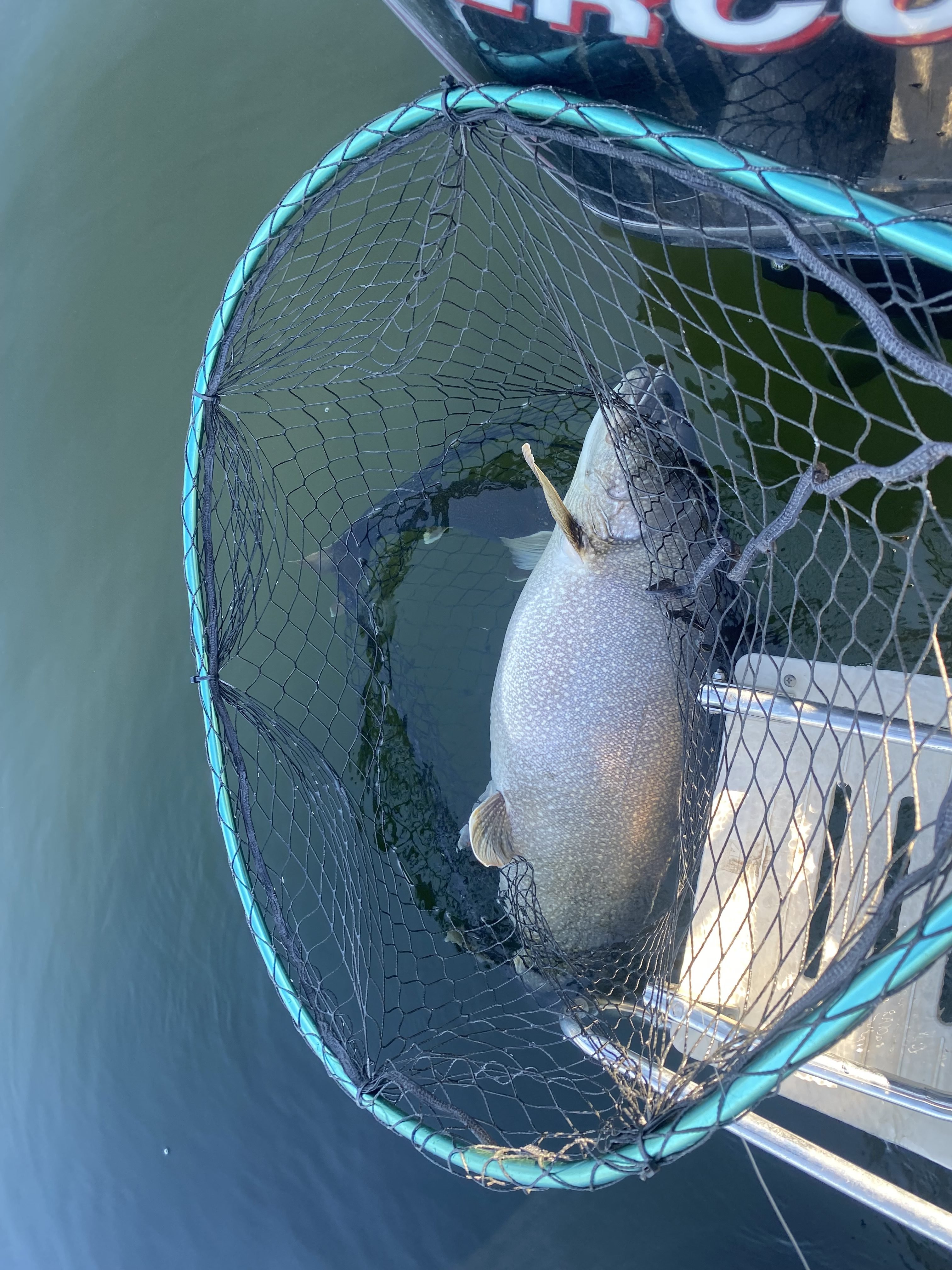 record lake trout